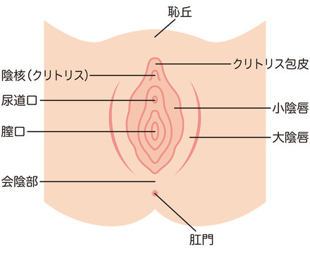 女性生殖器の説明図　膣