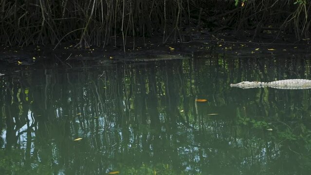 The broad-snouted caiman is a crocodilian in the family Alligatoridae found in eastern and central South America, including southeastern Brazil, northern Argentina, Uruguay, Paraguay, and Bolivia.  