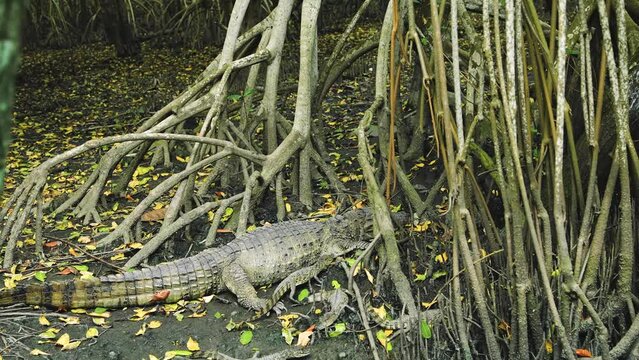 The Brazilian alligator known as Jacare do Papo Amarelo, takes care of four small babies alligators.
