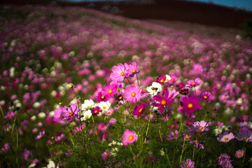 満開のコスモス畑