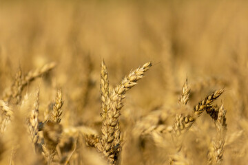Wheat field close up