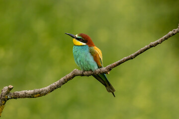 Common Bee-eater is one of the most beautiful bird in Europe