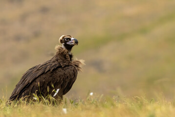 Cinereous vulture sitting on feeding station