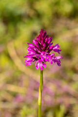 Pyramidal Orchid (Anacamptis pyramidalis) close up picture