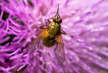 Wild yellow and black fly in purple flower