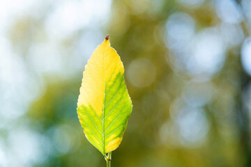 Close up of a yellow leaf