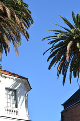 Fototapeta na wymiar sky of a hot country cityscape with a palm tree and an element of colonial architecture Argentina