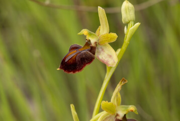 Bee Orchid (Ophrys apifera) in natural habitat