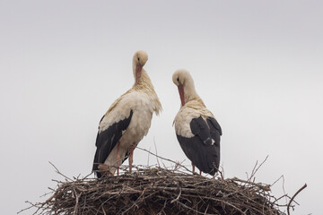 White Stork in nest with nice background