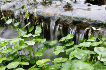 Hydrocotyle vulgaris and water flowing