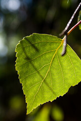 green leaf on a tree
