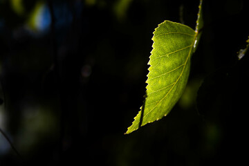 closeup of a leaf hanging in the light of the morning