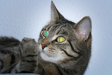 cat with two different eye colors looking weird