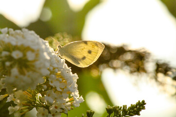 white butterfly on a white flower