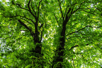 green forest canopy leaves, trees as the green lung of earth