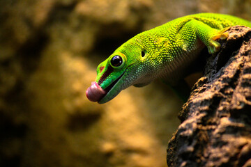 emerald green Madagascar gecko licking its snout