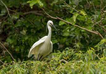 Little Egret behavior in breeding colony