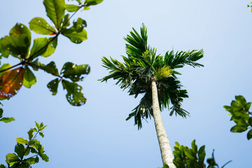 palm tree against a blue sky, upward growth
