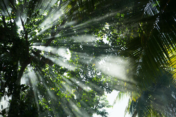 smoke and godrays filtering through the leaves in the forest trees