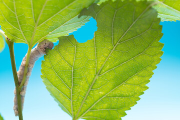 One silkworm eating mulberry leaves