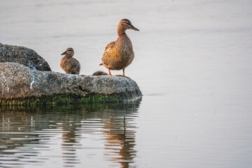 Adult duck with many ducklings sits on green shore of pond