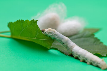 Silkworm make cocoon on green mulberry leaf