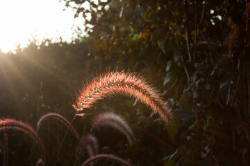 red wheat against the sunlight