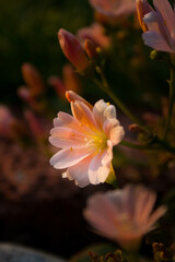 Obraz na płótnie Canvas orange flower in the garden