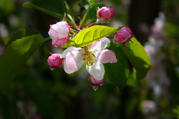 apple tree flower blossom in the sun