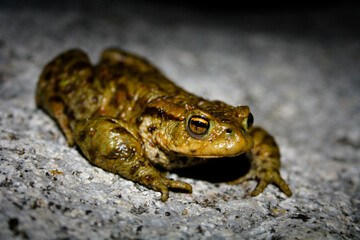 frog on the ground at night