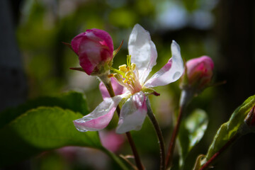 apple flower with small drop of water