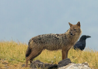 Golden Jackal in a natural habitat