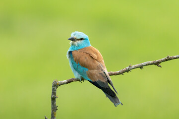 European roller (Coracias garrulus) sitting on a branch