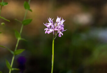 Three-toothed Orchid (Orchis tridentata) in natural habitat