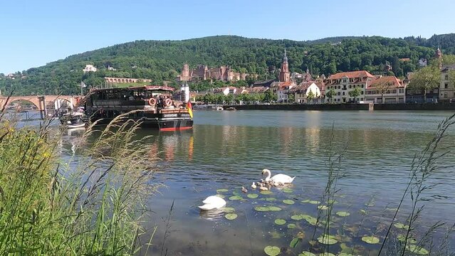 Heidelberg city in Germany in a romantic Riverside view of Mute swan Couple with cute cygnets feeding by a floating restaurant
