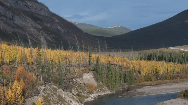 A slow moving aerial drone rises up above a forest of evergreen and aspen trees yellowing in autumn in the red deer river valley near Ya Ha Tinda Ranch Alberta, Canada