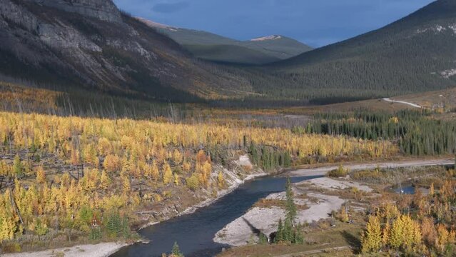 A slow moving aerial drone flies over a forest of evergreen and aspen trees yellowing in autumn in the red deer river valley near Ya Ha Tinda Ranch Alberta, Canada