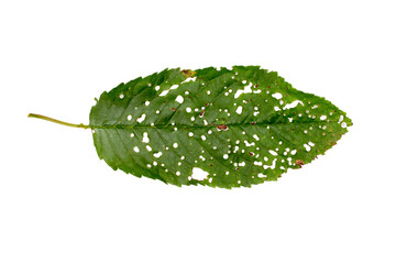 Plant disease. Holey leaf spot. Leaf of a diseased plant on a white background.