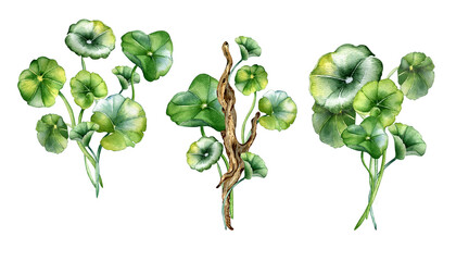 Set of centella asiatica, wooden branch composition watercolor illustration isolated on white. Pennywort, gotu kola herbal plants, cola, driftwood, snag hand drawn. Design element for package, label - obrazy, fototapety, plakaty