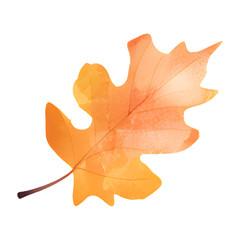 Obraz premium Single light orange autumn spring leaves illustration