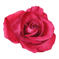 The bloom of flower rose. Watercolor botanical illustration. For card, invitation, clip art, label