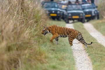 Fototapeta na wymiar Tiger crossing a safari track as people watch from parked vehicles