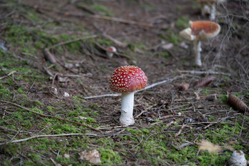 beautiful red toadstools stand in the forest