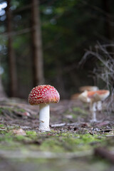 beautiful red toadstools stand in the forest