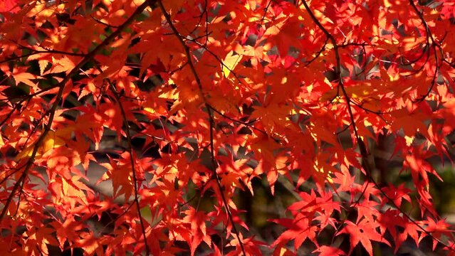 赤く紅葉した木々と太陽の光  4K   広島県 土師ダムの秋の風景  2022年11月18日