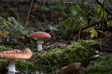 beautiful red toadstools stand in the forest