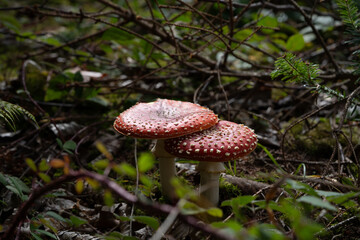 beautiful red toadstools stand in the forest