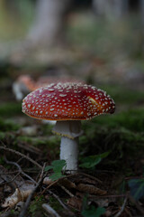 beautiful red toadstools stand in the forest