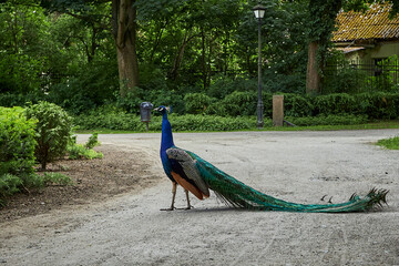 beautiful animals © Thomas