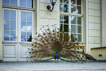 beautiful animals © Thomas